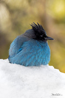 Steller's Jayball