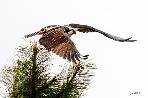 Osprey Starting Flight from Ponderosa Pine