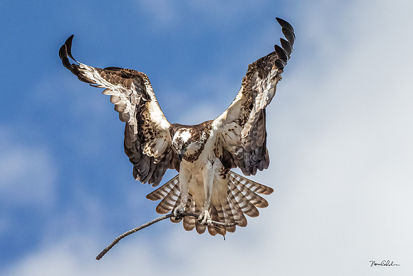 King of the Osprey