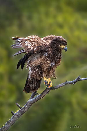 Juvenile Bald Eagle on the Salmon River