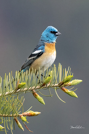 Lazuli Bunting on Tip of Fir Tree
