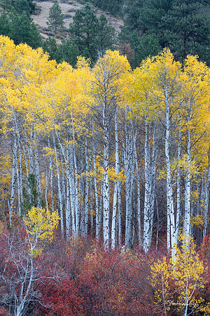 Aspen Grove