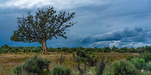 Oregon High Desert