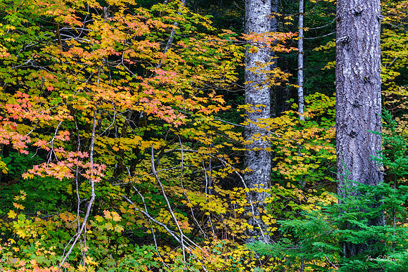 Vine Maples in Rain Forest