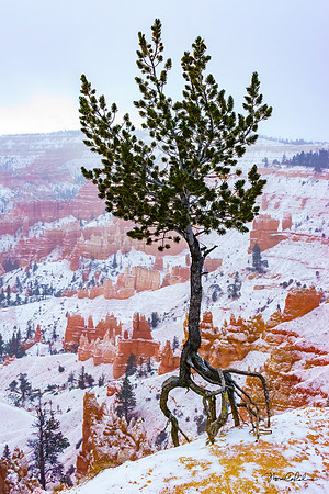 Sneaky Tree