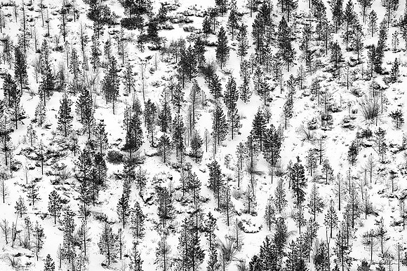 Toile Winter Forest