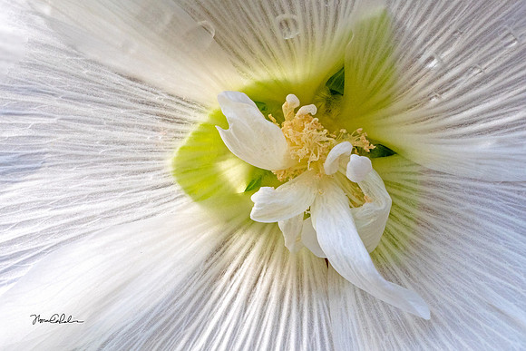 Double White