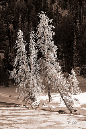 Waiting for Spring