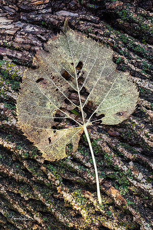 Hawthorn Glen Leaf Skeleton