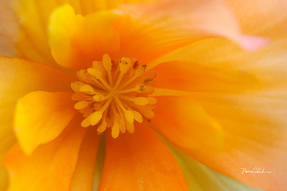 Tangerine Begonia