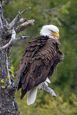 Sunbeam Eagle
