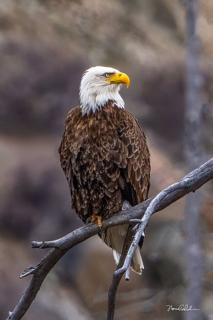 Clayton Bald Eagle