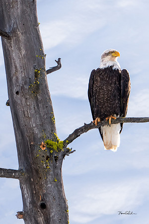 Vigilance!